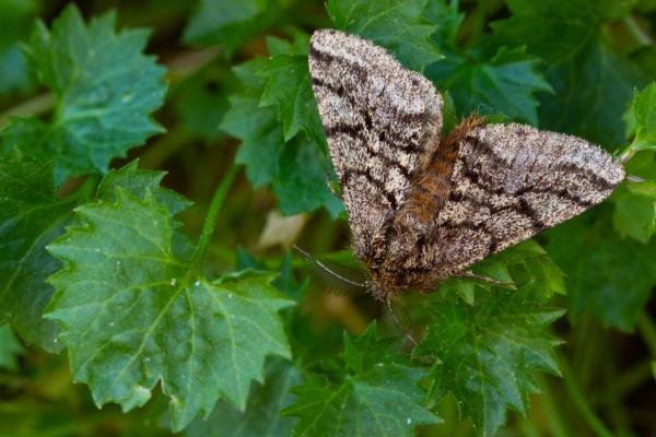 Brindled Beauty (Lycia hirtaria), adult. Taken outside Durham (West Sussex), 31-05-2023. Copyright Christopher Blakey. Brindled Beauty (Lycia hirtaria), adult. Taken outside Durham (West Sussex), 31-05-2023. Copyright Christopher Blakey.