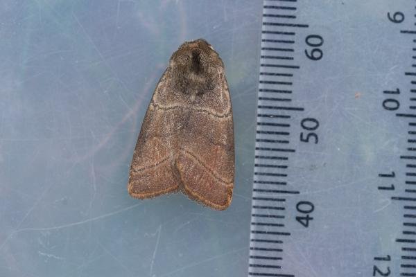Treble Lines (Charanyca trigrammica), adult. Taken outside Durham (East Sussex), 06-06-2023. Copyright Christopher Blakey. Treble Lines (Charanyca trigrammica), adult. Taken outside Durham (East Sussex), 06-06-2023. Copyright Christopher Blakey.