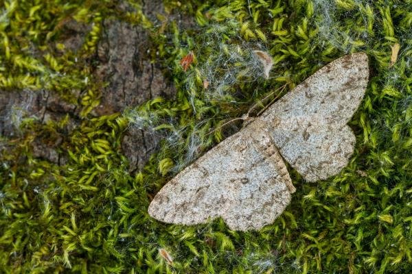 Pale Oak Beauty (Hypomecis punctinalis), adult. Taken outside Durham (Oxfordshire), 09-06-2023. Copyright Christopher Blakey. Pale Oak Beauty (Hypomecis punctinalis), adult. Taken outside Durham (Oxfordshire), 09-06-2023. Copyright Christopher Blakey.