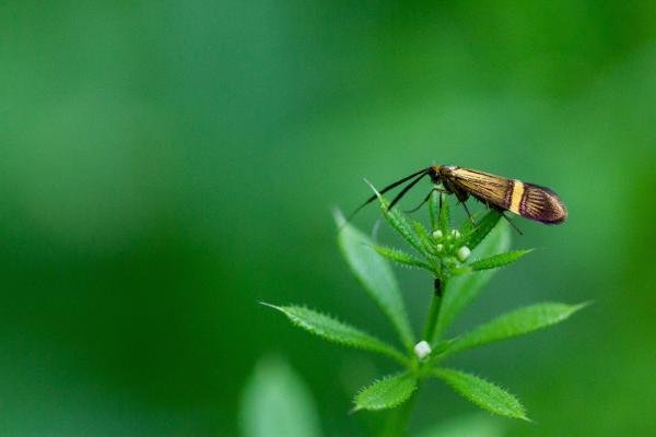 Nemophora degeerella, adult. Felledge, 11-06-2023. Copyright Christopher Blakey. Nemophora degeerella, adult. Felledge, 11-06-2023. Copyright Christopher Blakey.