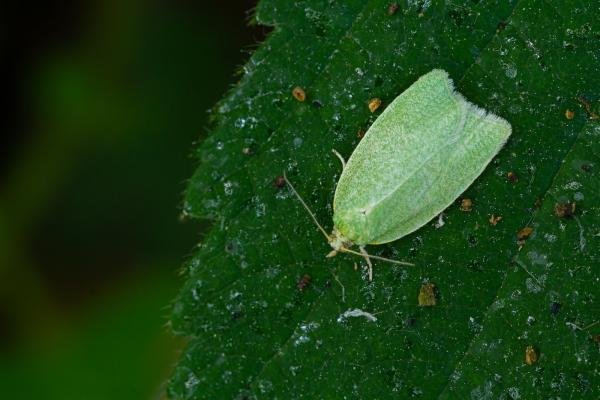 Green Oak Tortrix (Tortrix viridana), adult. Framwellgate Moor, 12-06-2023. Copyright Christopher Blakey. Green Oak Tortrix (Tortrix viridana), adult. Framwellgate Moor, 12-06-2023. Copyright Christopher Blakey.