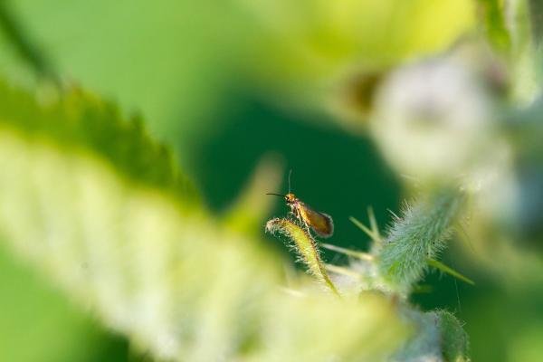 Micropterix calthella, adult. Cater House Colliery, 12-06-2023. Copyright Christopher Blakey. Micropterix calthella, adult. Cater House Colliery, 12-06-2023. Copyright Christopher Blakey.