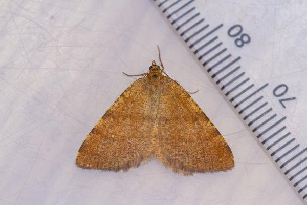 Rannoch Looper (Macaria brunneata), adult. Framwellgate Moor, 14-06-2023. Copyright Christopher Blakey. Rannoch Looper (Macaria brunneata), adult. Framwellgate Moor, 14-06-2023. Copyright Christopher Blakey.