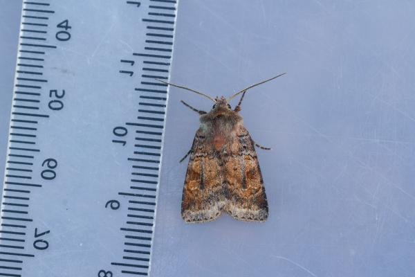 Ingrailed Clay (Diarsia mendica), adult. Waldridge Fell, 17-06-2023. Copyright Christopher Blakey. Ingrailed Clay (Diarsia mendica), adult. Waldridge Fell, 17-06-2023. Copyright Christopher Blakey.