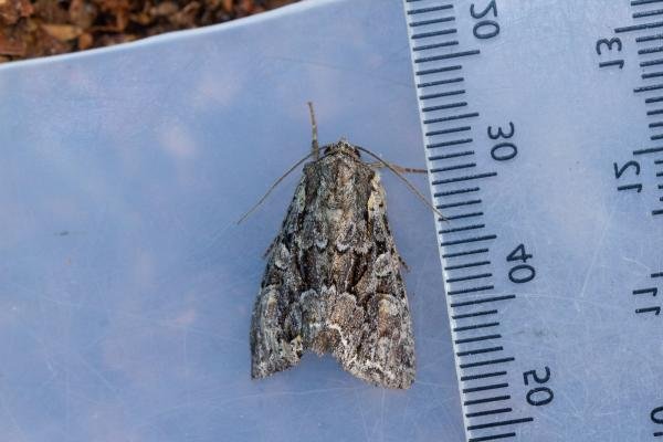 Pale-shouldered Brocade (Lacanobia thalassina), adult. Waldridge Fell, 17-06-2023. Copyright Christopher Blakey. Pale-shouldered Brocade (Lacanobia thalassina), adult. Waldridge Fell, 17-06-2023. Copyright Christopher Blakey.