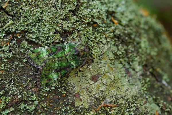 Green Arches (Anaplectoides prasina), adult. Waldridge Fell, 17-06-2023. Copyright Christopher Blakey.