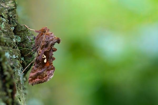Beautiful Golden Y (Autographa pulchrina), adult. Waldridge Fell, 17-06-2023. Copyright Christopher Blakey. Beautiful Golden Y (Autographa pulchrina), adult. Waldridge Fell, 17-06-2023. Copyright Christopher Blakey.
