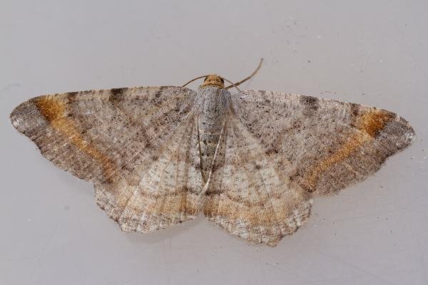 Tawny-barred Angle (Macaria liturata), adult. Framwellgate Moor, 20-06-2023. Copyright Christopher Blakey. Tawny-barred Angle (Macaria liturata), adult. Framwellgate Moor, 20-06-2023. Copyright Christopher Blakey.