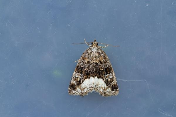 Marbled White Spot (Protodeltote pygarga), adult. Low Redford Allotments, 24-06-2023. Copyright Christopher Blakey. Marbled White Spot (Protodeltote pygarga), adult. Low Redford Allotments, 24-06-2023. Copyright Christopher Blakey.