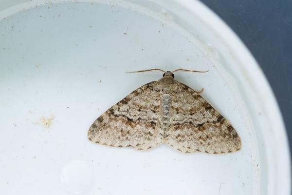 Welsh Wave (Venusia cambrica), adult. Low Redford Allotments, 24-06-2023. Copyright Christopher Blakey. Welsh Wave (Venusia cambrica), adult. Low Redford Allotments, 24-06-2023. Copyright Christopher Blakey.