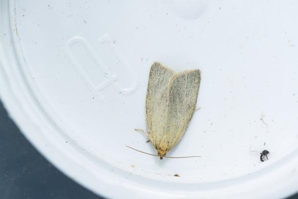 Timothy Tortrix (Zelotherses paleana), adult. Low Redford Allotments, 24-06-2023. Copyright Christopher Blakey. Timothy Tortrix (Zelotherses paleana), adult. Low Redford Allotments, 24-06-2023. Copyright Christopher Blakey.
