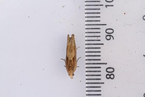 Eucosma hohenwartiana, adult. Waldridge Fell, 05-07-2023. Copyright Christopher Blakey. Eucosma hohenwartiana, adult. Waldridge Fell, 05-07-2023. Copyright Christopher Blakey.
