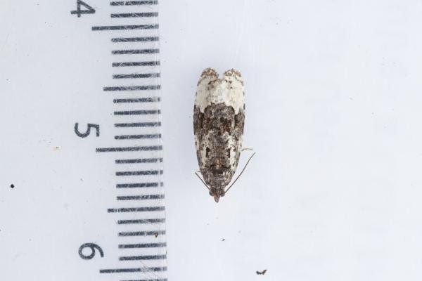 Apotomis turbidana, adult. Waldridge Fell, 05-07-2023. Copyright Christopher Blakey. Apotomis turbidana, adult. Waldridge Fell, 05-07-2023. Copyright Christopher Blakey.