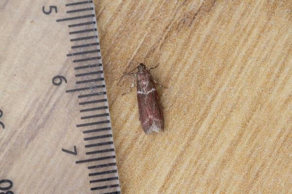 Cryptoblabes bistriga, adult. Waldridge Fell, 05-07-2023. Copyright Christopher Blakey. Cryptoblabes bistriga, adult. Waldridge Fell, 05-07-2023. Copyright Christopher Blakey.