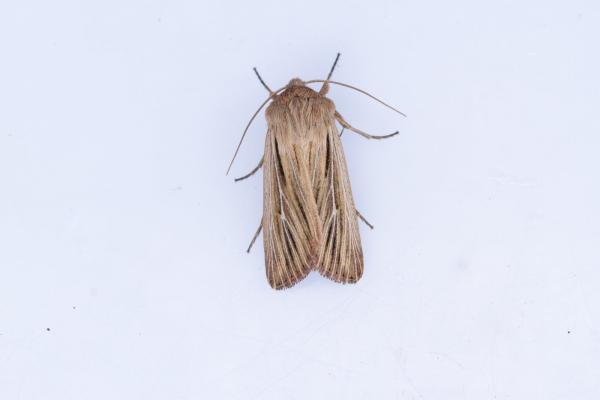 Shoulder-striped Wainscot (Leucania comma), adult. Waldridge Fell, 05-07-2023. Copyright Christopher Blakey. Shoulder-striped Wainscot (Leucania comma), adult. Waldridge Fell, 05-07-2023. Copyright Christopher Blakey.