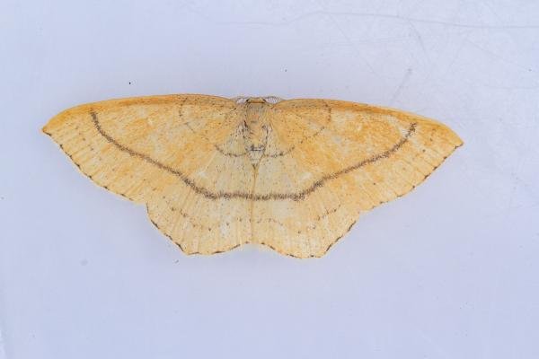 Clay Triple-lines (Cyclophora linearia), adult. Waldridge Fell, 05-07-2023. Copyright Christopher Blakey. Clay Triple-lines (Cyclophora linearia), adult. Waldridge Fell, 05-07-2023. Copyright Christopher Blakey.