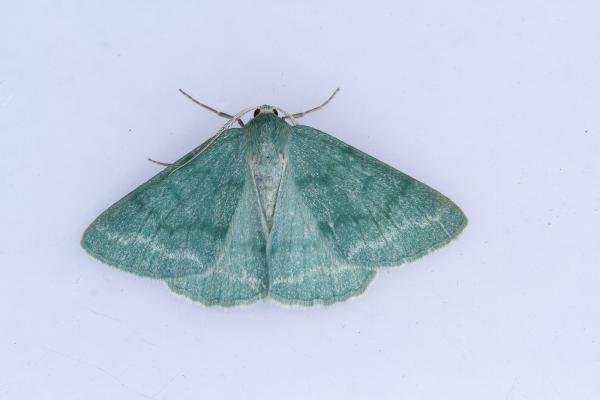 Grass Emerald (Pseudoterpna pruinata), adult. Waldridge Fell, 05-07-2023. Copyright Christopher Blakey. Grass Emerald (Pseudoterpna pruinata), adult. Waldridge Fell, 05-07-2023. Copyright Christopher Blakey.