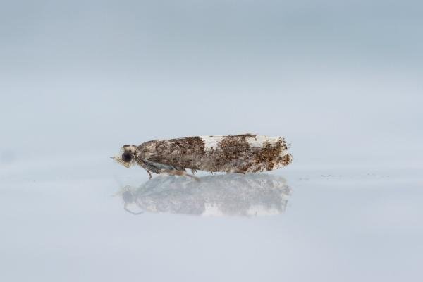 Epinotia demarniana, adult. Waldridge Fell, 06-07-2023. Copyright Christopher Blakey. Epinotia demarniana, adult. Waldridge Fell, 06-07-2023. Copyright Christopher Blakey.