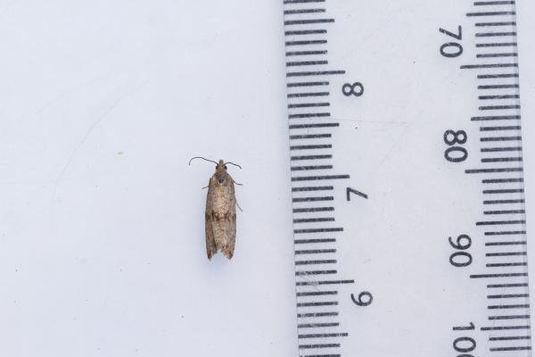 Celypha striana, adult. Framwellgate Moor, 11-07-2023. Copyright Christopher Blakey. Celypha striana, adult. Framwellgate Moor, 11-07-2023. Copyright Christopher Blakey.