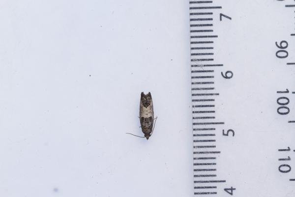 Bud Moth (Spilonota ocellana), adult. Framwellgate Moor, 11-07-2023. Copyright Christopher Blakey. Bud Moth (Spilonota ocellana), adult. Framwellgate Moor, 11-07-2023. Copyright Christopher Blakey.