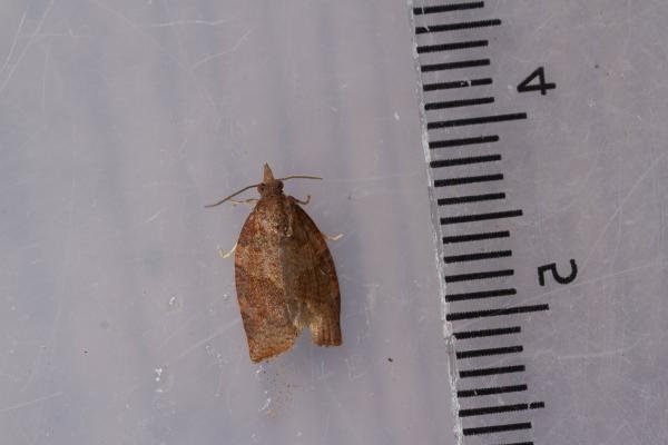 Dark Fruit-tree Tortrix (Pandemis heparana), adult. Rookhope Burn, 02-08-2023. Copyright Christopher Blakey. Dark Fruit-tree Tortrix (Pandemis heparana), adult. Rookhope Burn, 02-08-2023. Copyright Christopher Blakey.