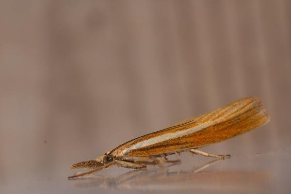 Agriphila tristella, adult. Rookhope Burn, 02-08-2023. Copyright Christopher Blakey. Agriphila tristella, adult. Rookhope Burn, 02-08-2023. Copyright Christopher Blakey.