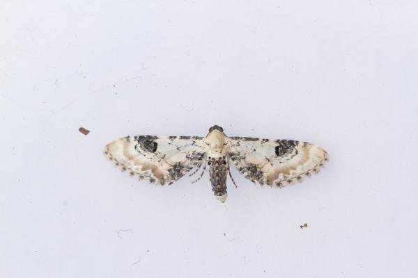 Lime-speck Pug (Eupithecia centaureata), adult. Framwellgate Moor, 09-08-2023. Copyright Christopher Blakey. Lime-speck Pug (Eupithecia centaureata), adult. Framwellgate Moor, 09-08-2023. Copyright Christopher Blakey.