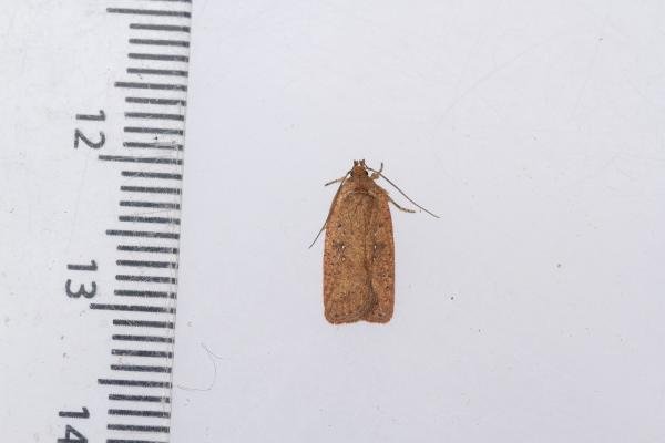 Agonopterix scopariella, adult. Whitehall Moss, 14-08-2023. Copyright Christopher Blakey. Agonopterix scopariella, adult. Whitehall Moss, 14-08-2023. Copyright Christopher Blakey.