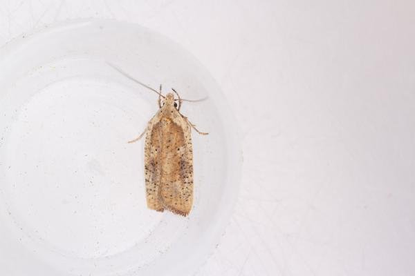 Agonopterix nervosa, adult. Whitehall Moss, 14-08-2023. Copyright Christopher Blakey. Agonopterix nervosa, adult. Whitehall Moss, 14-08-2023. Copyright Christopher Blakey.