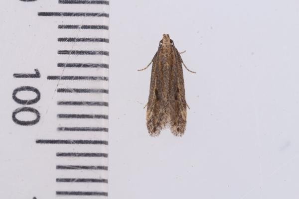 Mirificarma mulinella, adult. Whitehall Moss, 14-08-2023. Copyright Christopher Blakey. Mirificarma mulinella, adult. Whitehall Moss, 14-08-2023. Copyright Christopher Blakey.
