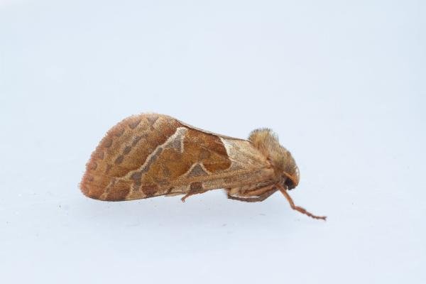 Orange Swift (Triodia sylvina), adult. Waldridge Fell, 22-08-2023. Copyright Christopher Blakey. Orange Swift (Triodia sylvina), adult. Waldridge Fell, 22-08-2023. Copyright Christopher Blakey.