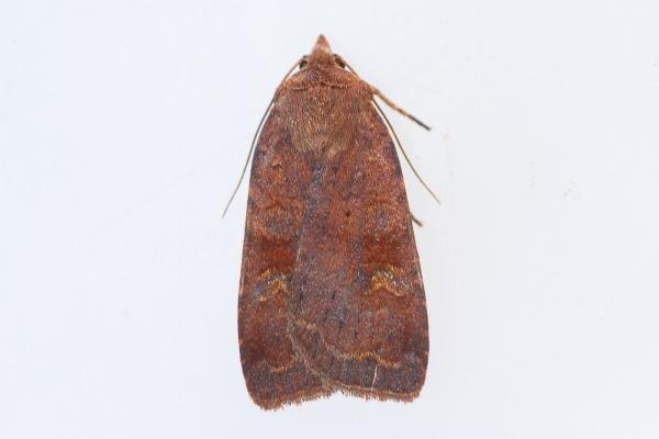 Barred Chestnut (Diarsia dahlii), adult. Waldridge Fell, 22-08-2023. Copyright Christopher Blakey. Barred Chestnut (Diarsia dahlii), adult. Waldridge Fell, 22-08-2023. Copyright Christopher Blakey.