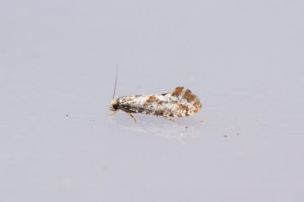 Nemaxera betulinella, adult. Waldridge Fell, 22-08-2023. Copyright Christopher Blakey. Nemaxera betulinella, adult. Waldridge Fell, 22-08-2023. Copyright Christopher Blakey.