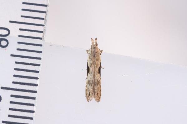 Hypatima rhomboidella, adult. Waldridge Fell, 22-08-2023. Copyright Christopher Blakey. Hypatima rhomboidella, adult. Waldridge Fell, 22-08-2023. Copyright Christopher Blakey.