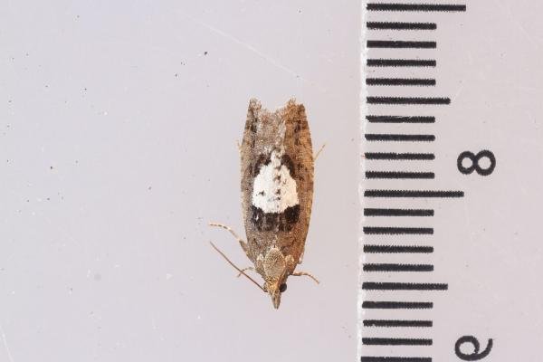 Epinotia brunnichana, adult. Waldridge Fell, 22-08-2023. Copyright Christopher Blakey. Epinotia brunnichana, adult. Waldridge Fell, 22-08-2023. Copyright Christopher Blakey.