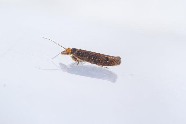 Ypsolopha ustella, adult. Waldridge Fell, 22-08-2023. Copyright Christopher Blakey. Ypsolopha ustella, adult. Waldridge Fell, 22-08-2023. Copyright Christopher Blakey.