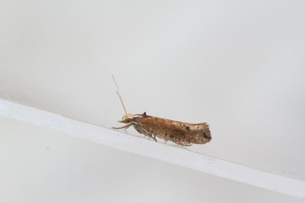 Ypsolopha parenthesella, adult. Waldridge Fell, 22-08-2023. Copyright Christopher Blakey. Ypsolopha parenthesella, adult. Waldridge Fell, 22-08-2023. Copyright Christopher Blakey.