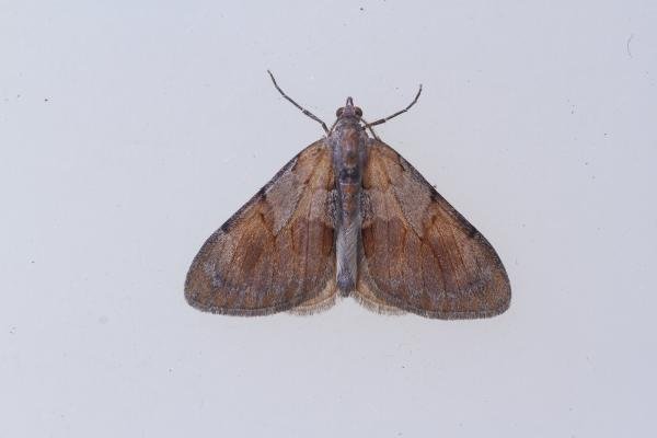 Pine Carpet (Pennithera firmata), adult. Cabin Hill, 29-08-2023. Copyright Christopher Blakey. Pine Carpet (Pennithera firmata), adult. Cabin Hill, 29-08-2023. Copyright Christopher Blakey.