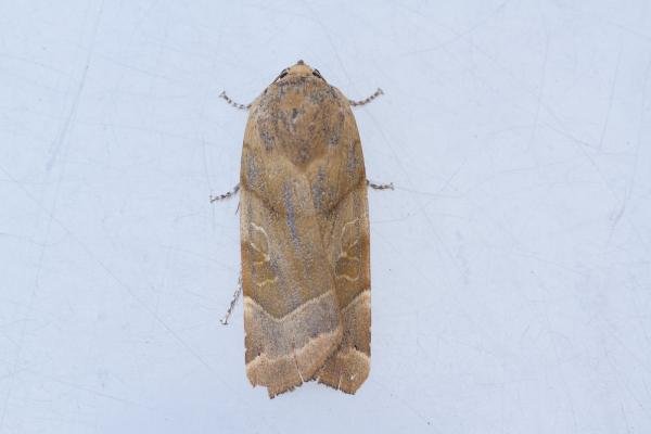 Broad-bordered Yellow Underwing (Noctua fimbriata), adult. Framwellgate Moor, 30-08-2023. Copyright Christopher Blakey. Broad-bordered Yellow Underwing (Noctua fimbriata), adult. Framwellgate Moor, 30-08-2023. Copyright Christopher Blakey.