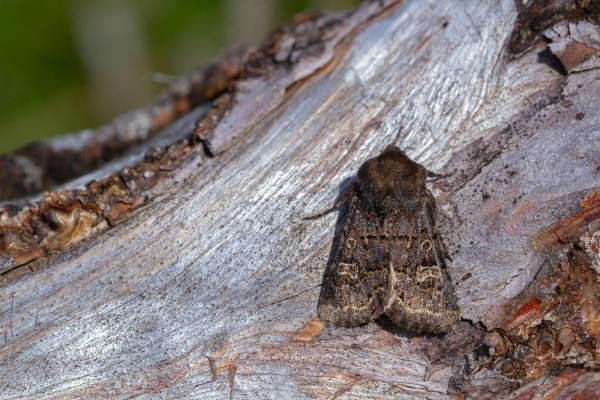 Hedge Rustic (Tholera cespitis), adult. Cabin Hill, 31-08-2023. Copyright Christopher Blakey. Hedge Rustic (Tholera cespitis), adult. Cabin Hill, 31-08-2023. Copyright Christopher Blakey.