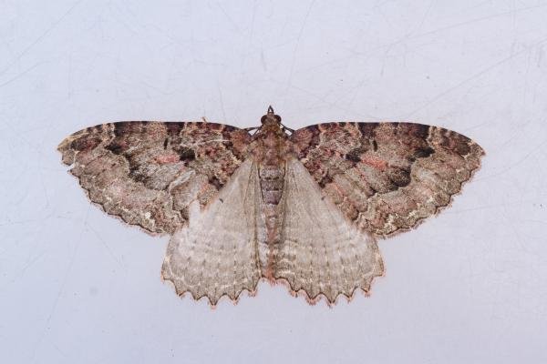 Tissue (Triphosa dubitata), adult. Cabin Hill, 31-08-2023. Copyright Christopher Blakey. Tissue (Triphosa dubitata), adult. Cabin Hill, 31-08-2023. Copyright Christopher Blakey.