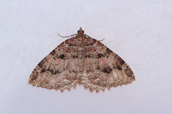 Tissue (Triphosa dubitata), adult. Cabin Hill, 31-08-2023. Copyright Christopher Blakey. Tissue (Triphosa dubitata), adult. Cabin Hill, 31-08-2023. Copyright Christopher Blakey.