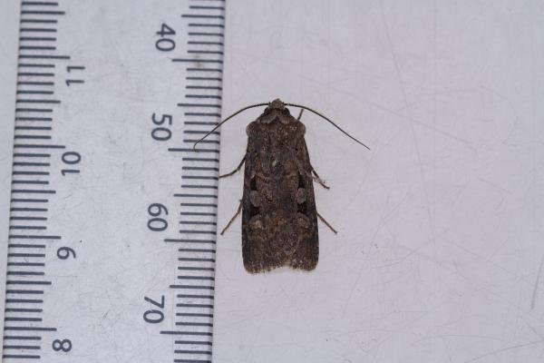 Garden Dart (Euxoa nigricans), adult. Framwellgate Moor, 02-09-2023. Copyright Christopher Blakey. Garden Dart (Euxoa nigricans), adult. Framwellgate Moor, 02-09-2023. Copyright Christopher Blakey.