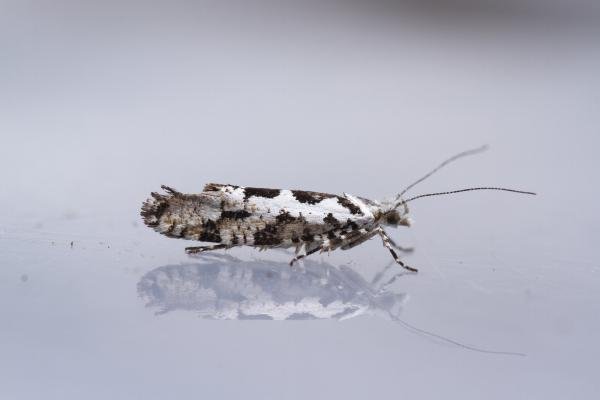 Ypsolopha sequella, adult. Waldridge Fell, 03-09-2023. Copyright Christopher Blakey. Ypsolopha sequella, adult. Waldridge Fell, 03-09-2023. Copyright Christopher Blakey.