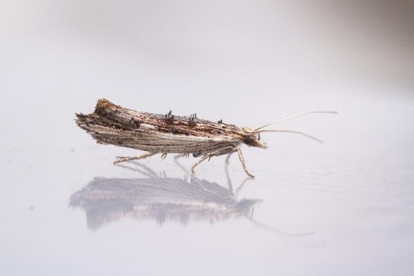 Ypsolopha scabrella, adult. Waldridge Fell, 03-09-2023. Copyright Christopher Blakey. Ypsolopha scabrella, adult. Waldridge Fell, 03-09-2023. Copyright Christopher Blakey.