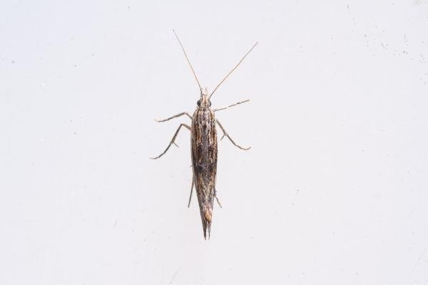 Ypsolopha scabrella, adult. Waldridge Fell, 03-09-2023. Copyright Christopher Blakey.