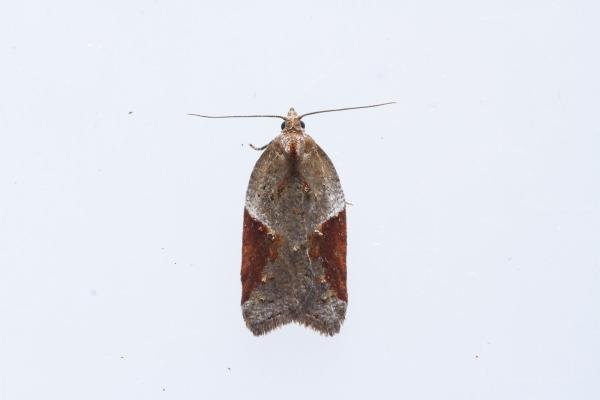 Acleris laterana/comariana, adult. Waldridge Fell, 03-09-2023. Copyright Christopher Blakey.