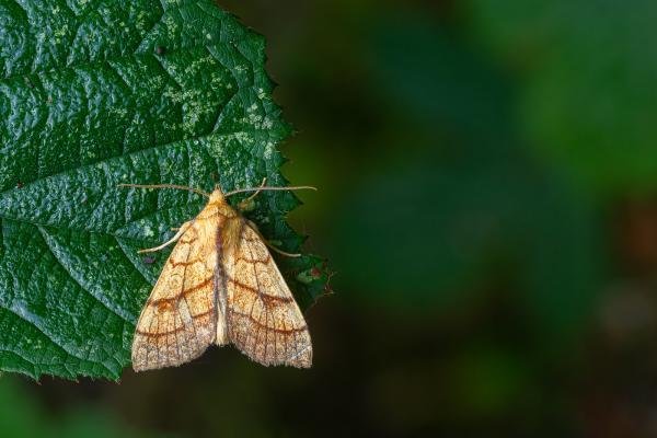 Orange Sallow (Tiliacea citrago), adult. Framwellgate Moor, 10-09-2023. Copyright Christopher Blakey. Orange Sallow (Tiliacea citrago), adult. Framwellgate Moor, 10-09-2023. Copyright Christopher Blakey.