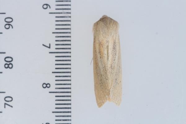 Large Wainscot (Rhizedra lutosa), adult. Castle Eden Dene, 27-09-2023. Copyright Christopher Blakey. Large Wainscot (Rhizedra lutosa), adult. Castle Eden Dene, 27-09-2023. Copyright Christopher Blakey.