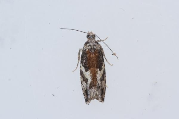 Epinotia nisella, adult. Castle Eden Dene, 27-09-2023. Copyright Christopher Blakey. Epinotia nisella, adult. Castle Eden Dene, 27-09-2023. Copyright Christopher Blakey.